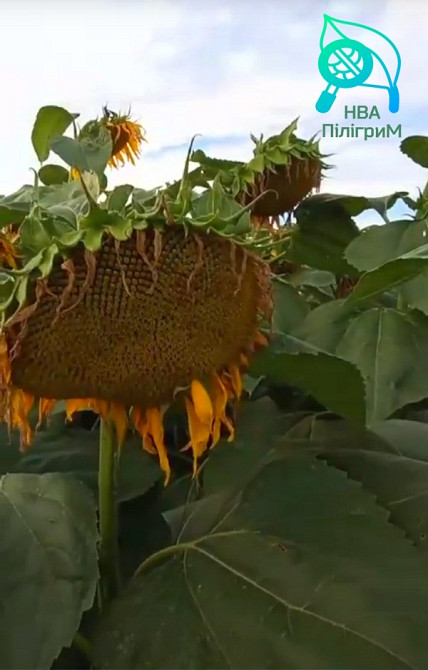 семена подсолнечника "Флокс" 50 гр гранстара. 7+ Заразиха+ видео обзоры клиентов Днепр - изображение 3