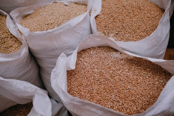 Постійно закуповуємо побічні продукти зернових, олійних та бобових! Суми - зображення 1