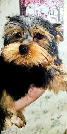 Продам цуценят йорків Павлоград