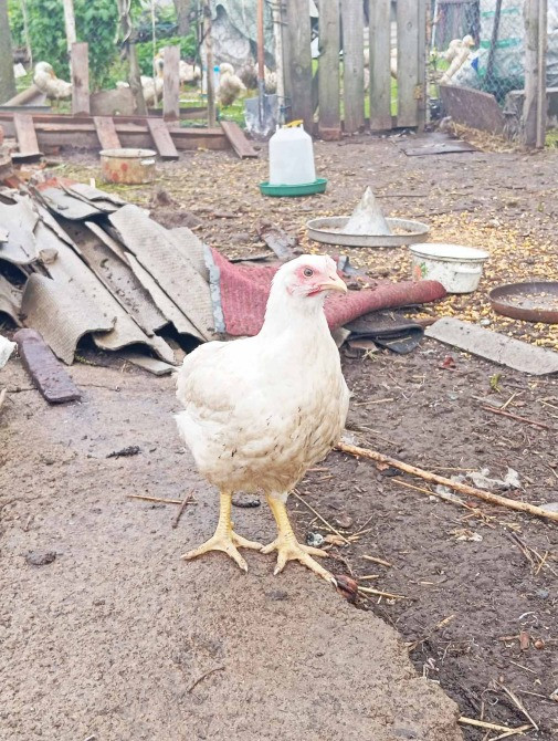 Продам молодих курей породи Корніш промисловий Баришівка - зображення 6