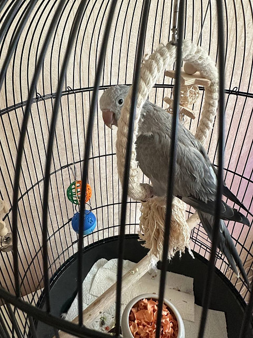 Каліта, пташка монах, папуга монах Киев - изображение 3