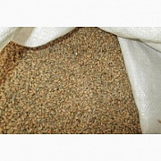 Куплю зерноотходы! Дніпро