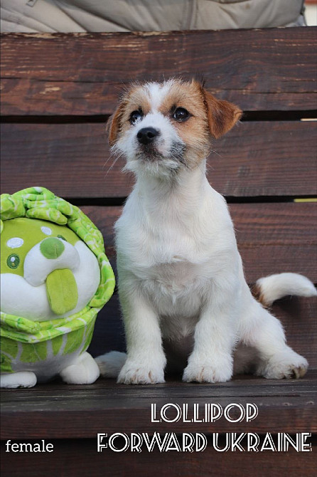 Шикарні цуценята Джек Рассел Киев - изображение 5