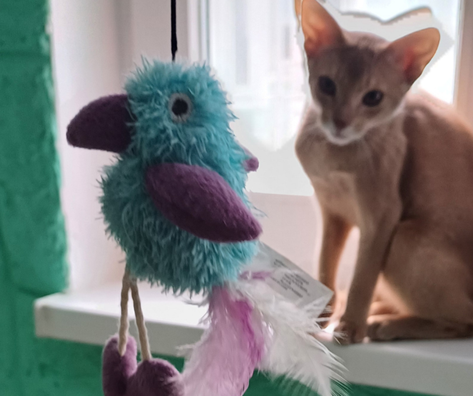 Отель для котов- перетримка котів у Києві зооготель зоогостиница Киев - изображение 5