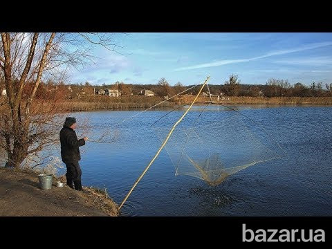 Паук рыболовный Черновцы - изображение 1