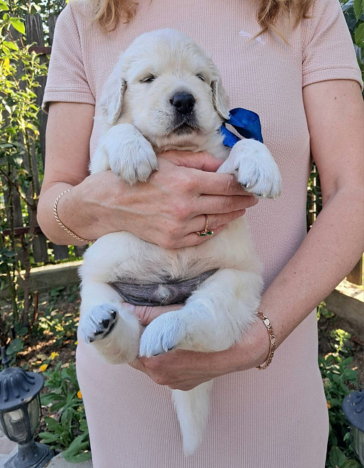 Цуценята золотистого ретрівера Ot Bahur Київ - зображення 8