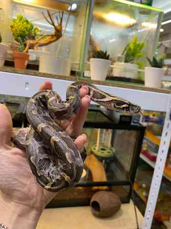 Императорский удав Киев