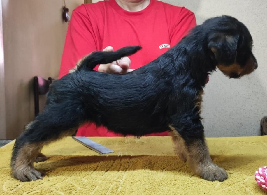 Щенки эрдельтерьера Харьков - изображение 2