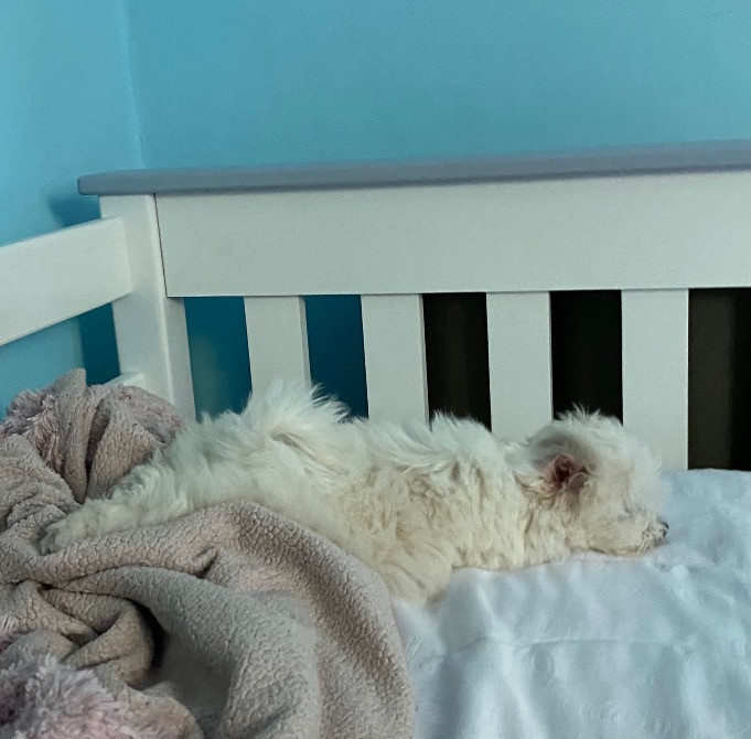 Цуценята Мальтійської болонки Фастів - зображення 6