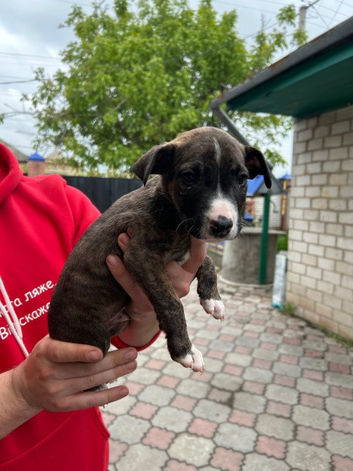 Продам недорого цуценят віком 2 місяця Новомосковськ - зображення 6