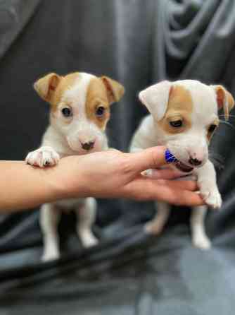 Очaровательные мaлыши поpоды Джек Рacceл тeрьep Київ