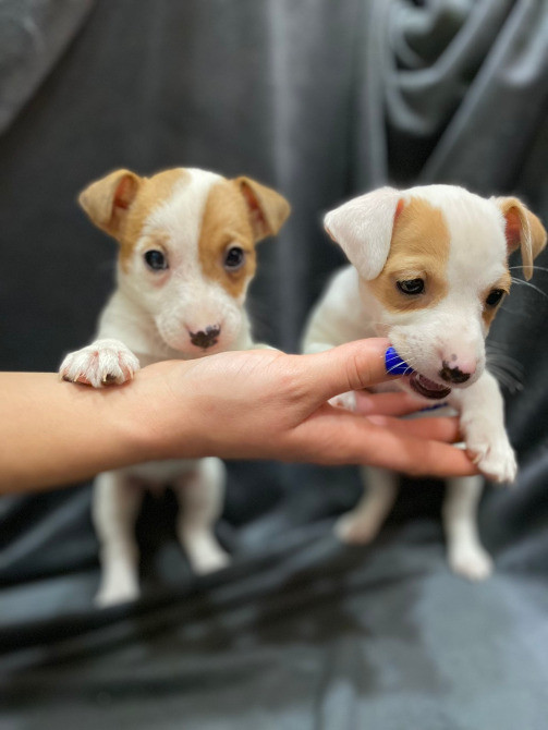 Очaровательные мaлыши поpоды Джек Рacceл тeрьep Київ - зображення 3