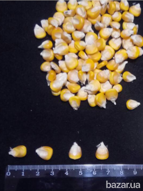семена кукурузы от производителя Полтава - зображення 2