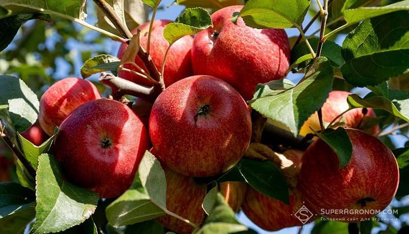 Продам саджанці яблунь Сквира - зображення 8