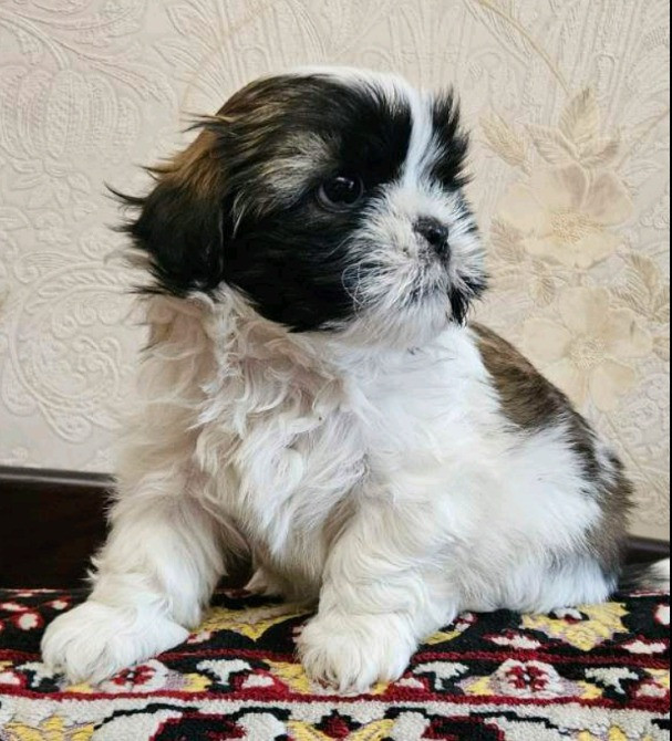 Ши-Тцу детки Одесса - изображение 3