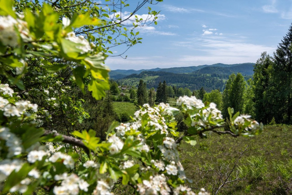 Земельна ділянка в Микуличині 1.29 га Яремче - зображення 5
