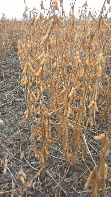 насіння сої "S04D3". під Раундап. надстійка до стресових умов+ відео Умань - изображение 1