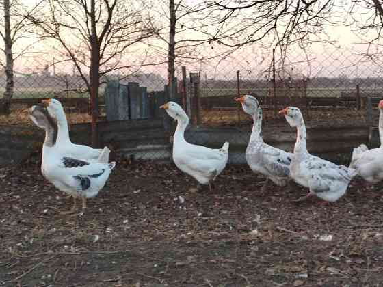 Продам молодняк гусей породи Холмогори Нововолинськ