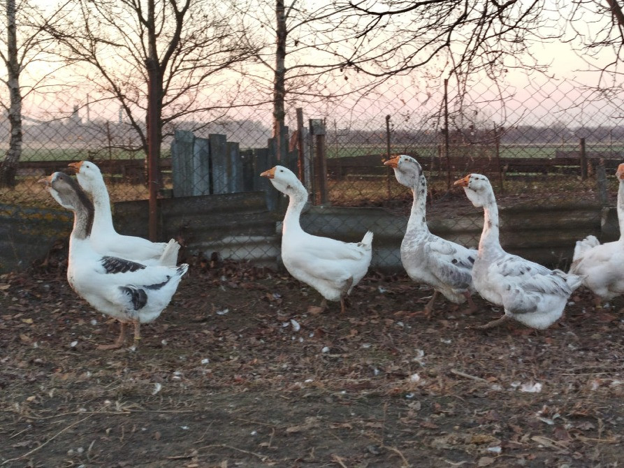 Продам молодняк гусей породи Холмогори Нововолинськ - зображення 6