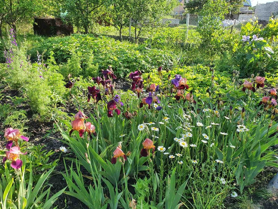 Продам дачу в Романках Кременчуг - изображение 4