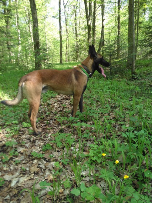 Бельгійська вівчарка (малінуа) Івано-Франківськ - зображення 2