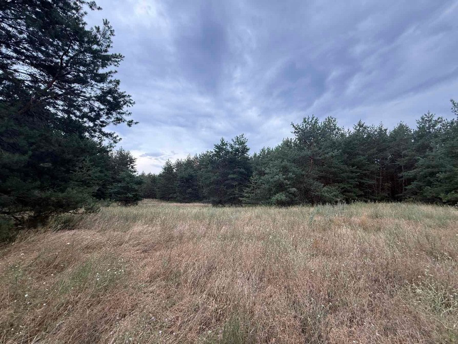 Продам дві ділянки у лісі з виходом до р.Орель, Царичанський район. Дніпро - зображення 7