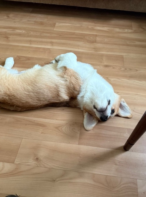 Цуценя Київ - зображення 3