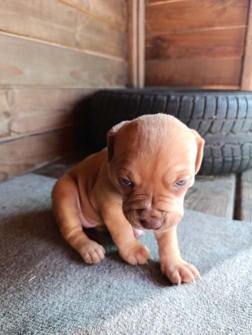 Продам цуценят породи піт-бультер'єр Кагарлык - изображение 3