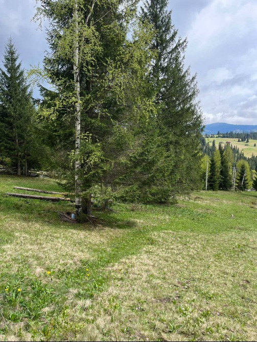 Земельна ділянка в Яблуниці 0.42 га Яремче - зображення 5