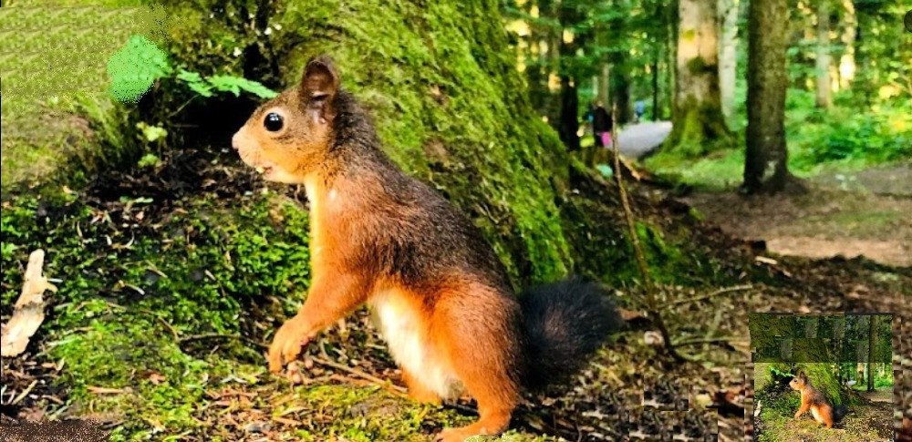 Східниця. Оренда кімнат в національному парку. Лікування Борислав - изображение 11