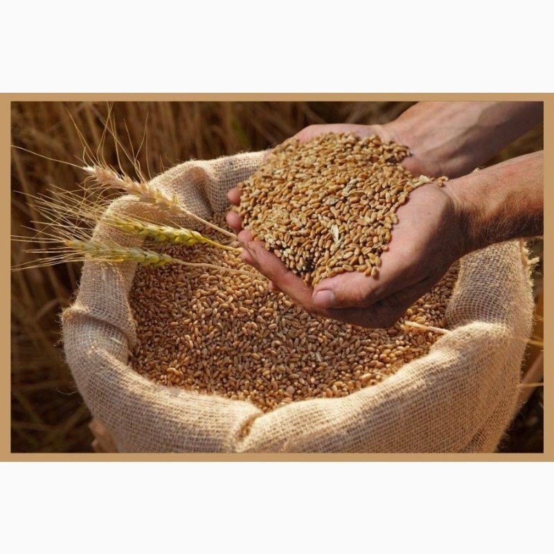 Куплю зерновідходи, некондицію на постійній основі. Київ - зображення 1