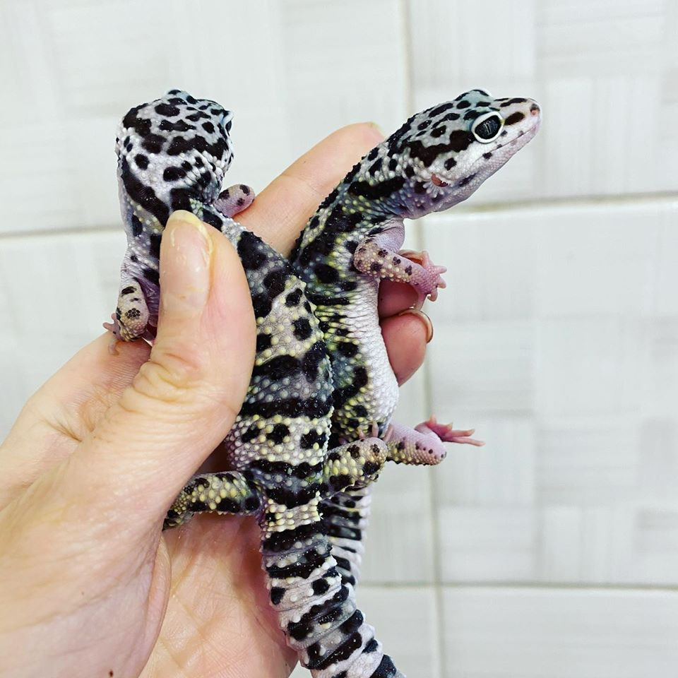 Эублефар или Леопардовый геккон Київ - зображення 1