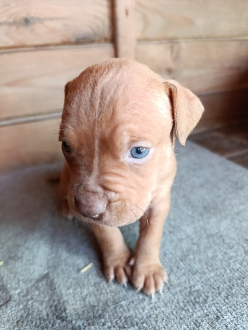 Продам цуценят породи піт-бультер'єр Кагарлык - изображение 1