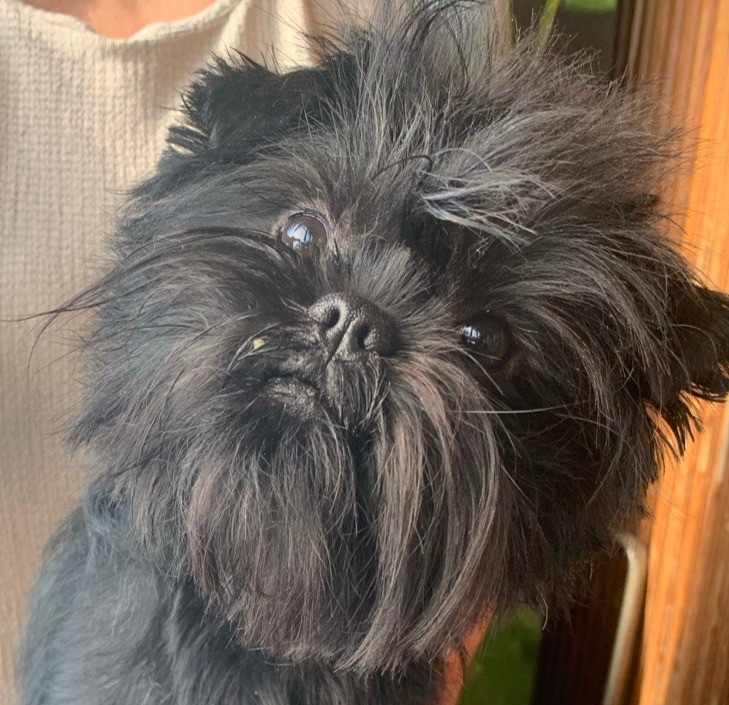 Аффенпинчер - вязка. Днепр - изображение 1