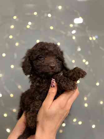 Хлопчик той пудель Київ