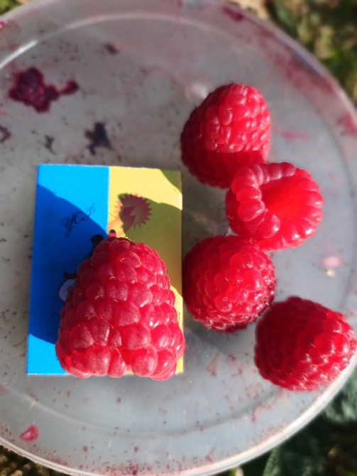 Саджанці малини ремонтантної Полана (опт та роздріб) Луцьк - зображення 1