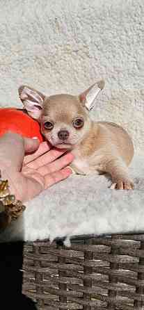 Чіхуахуа Київ