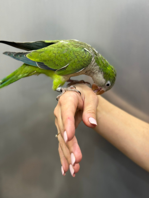 Калита-монах. Выкормыш Київ - зображення 2