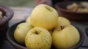 Продам саджанці яблунь Сквира