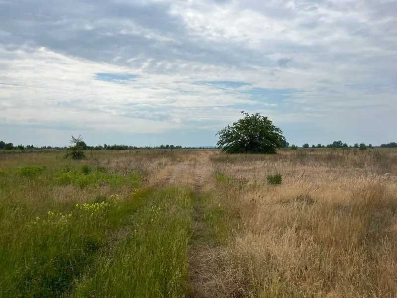 продажа земля сельскохозяйственного назначения Бориспольский, Головуров, 44800 грн.  - изображение 6