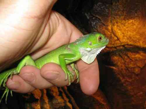 Зелена ігуана🦎 Київ