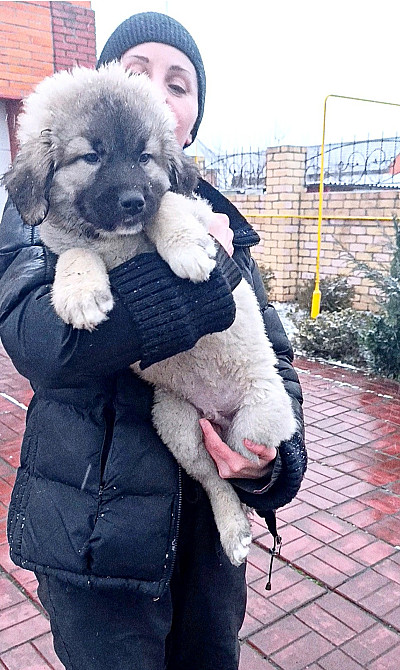 Цуценята кавказька вівчарки розплідник Star Escort великі робочі розумні Черкассы - изображение 4