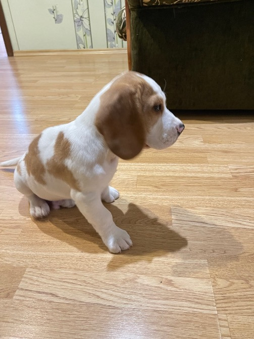 Продається песик Бігль Киев - изображение 1