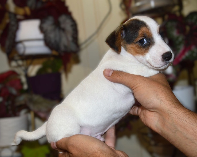 Цуценята Джек Рассел терʼєр! Готові до переїзду! Червоноград - зображення 3