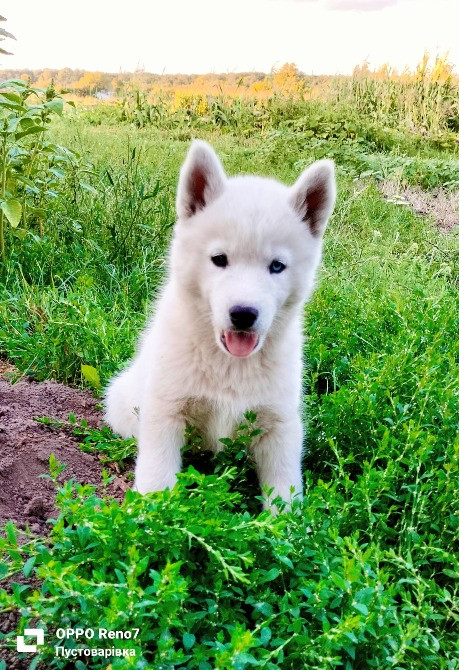 Продаються цуценята породи хаскі Белая Церковь - изображение 3