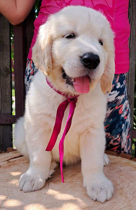 Цуценята золотистого ретривера Київ - зображення 1