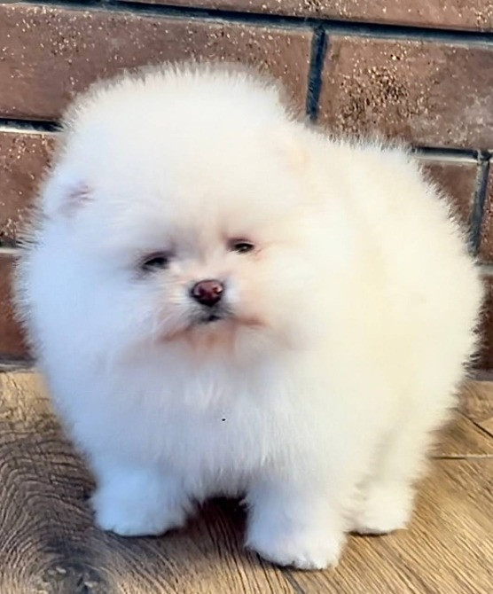 Щеня померанського шпіца (на фото - дівчинка) Чернігів - зображення 1