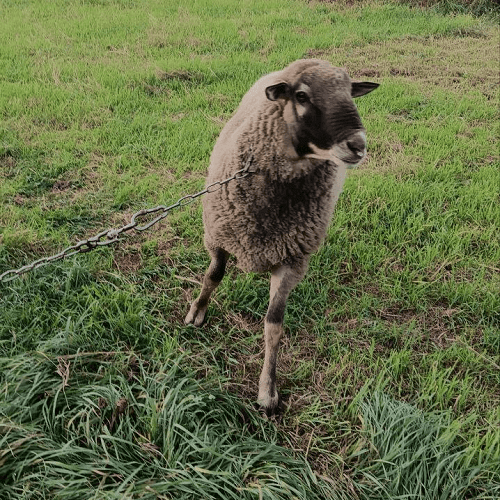 Продам барана живым весом. Харьков - изображение 3