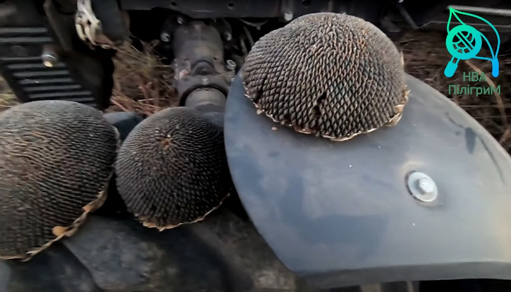 семена подсолнечника "Флокс" 50 гр гранстара. 7+ Заразиха+ видео обзоры клиентов Днепр - изображение 2