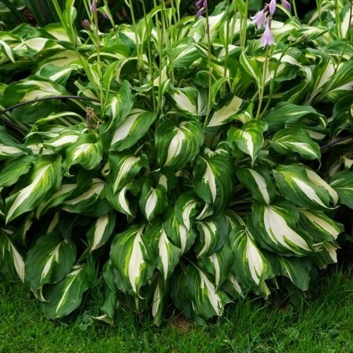 Хоста волнистая и ланцетолистная Чернівці - зображення 1